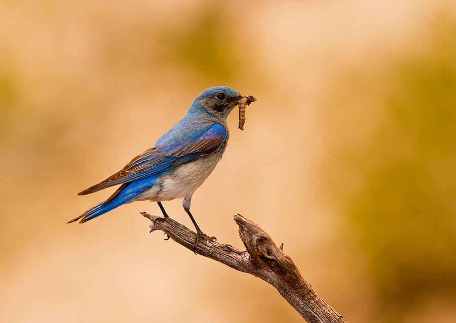 Bird Photograph - Blue Bird Meal by Donna Caplinger
