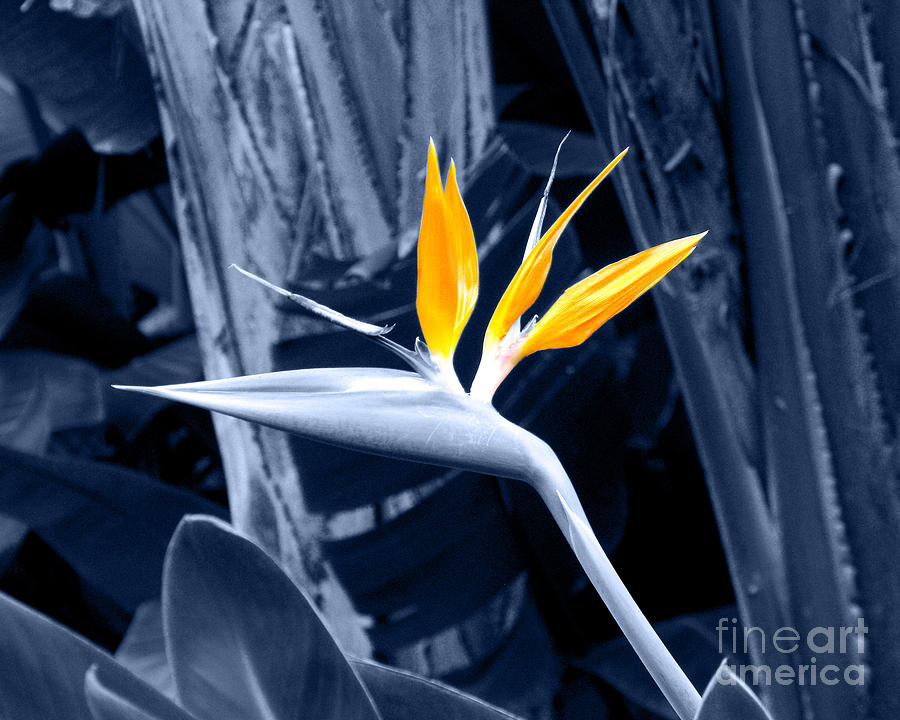 Blue Bird of Paradise Photograph by Rebecca Margraf
