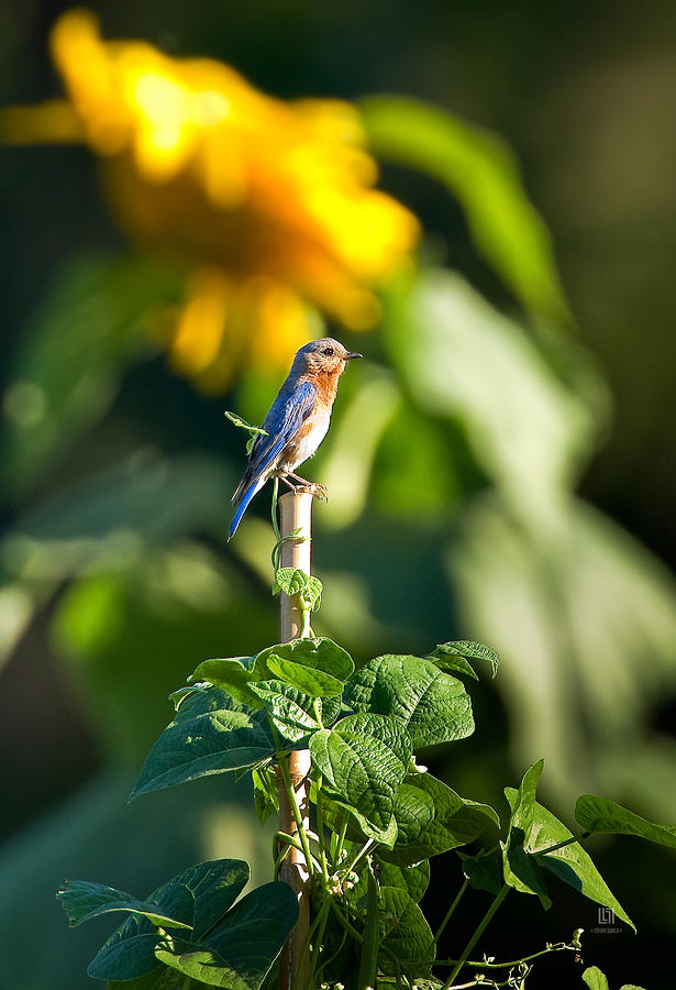 Blue Bird on the Bean Stalk Photograph by Steven Llorca