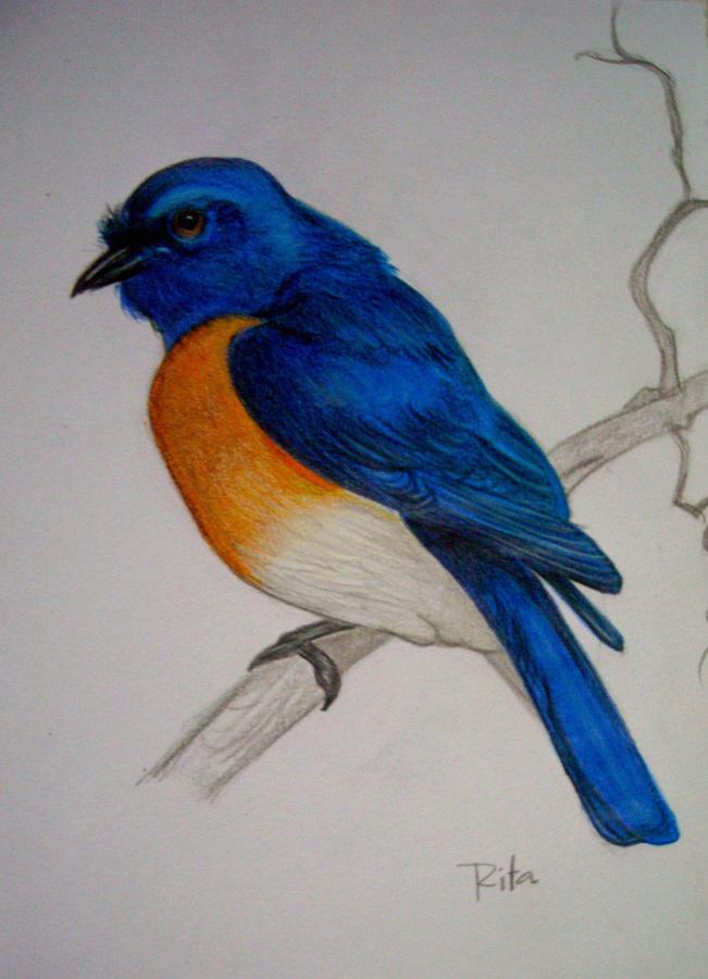 Blue Bird Drawing by Rita Fernandes Fine Art America