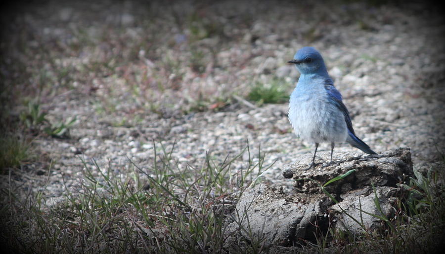 Bird Photograph - Blue Bird by Rosa Shannon