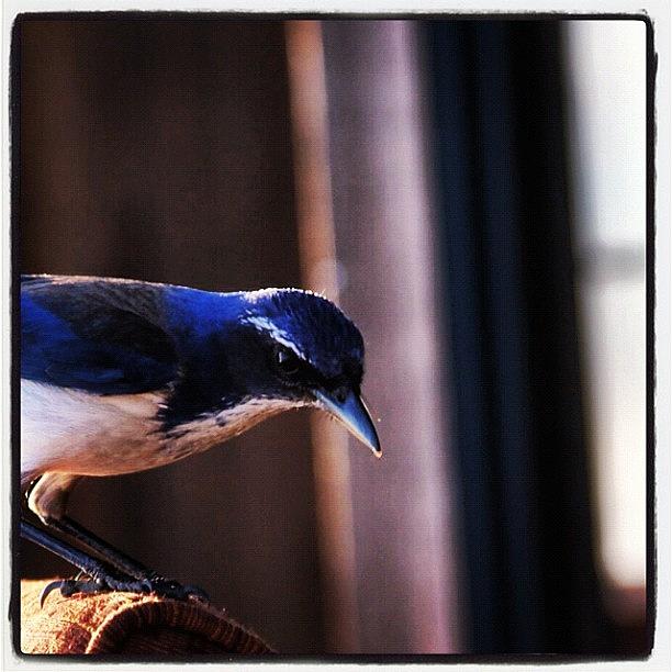 Blue.  Bird Photograph by Rosie Odonnell
