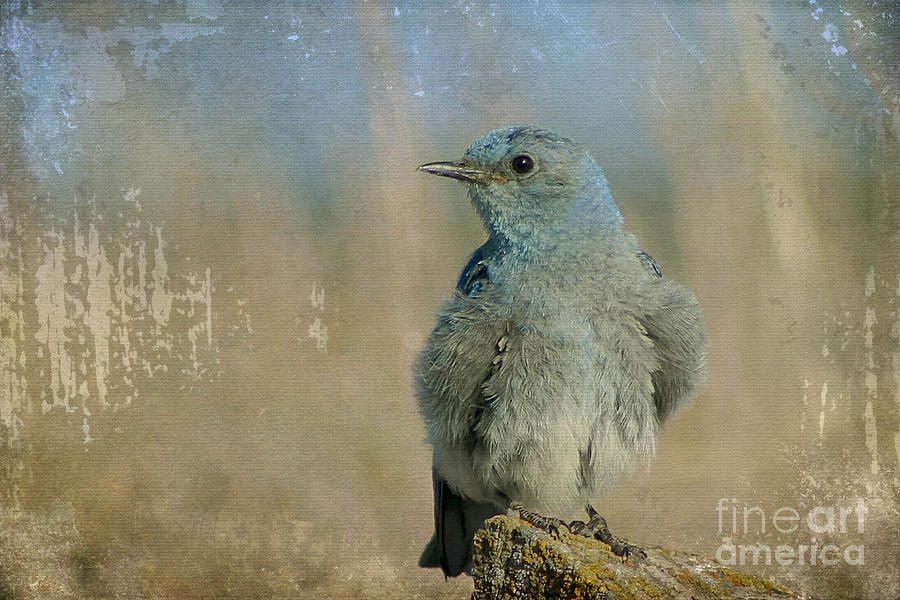 Nature Photograph - Blue Bird by Teresa Zieba