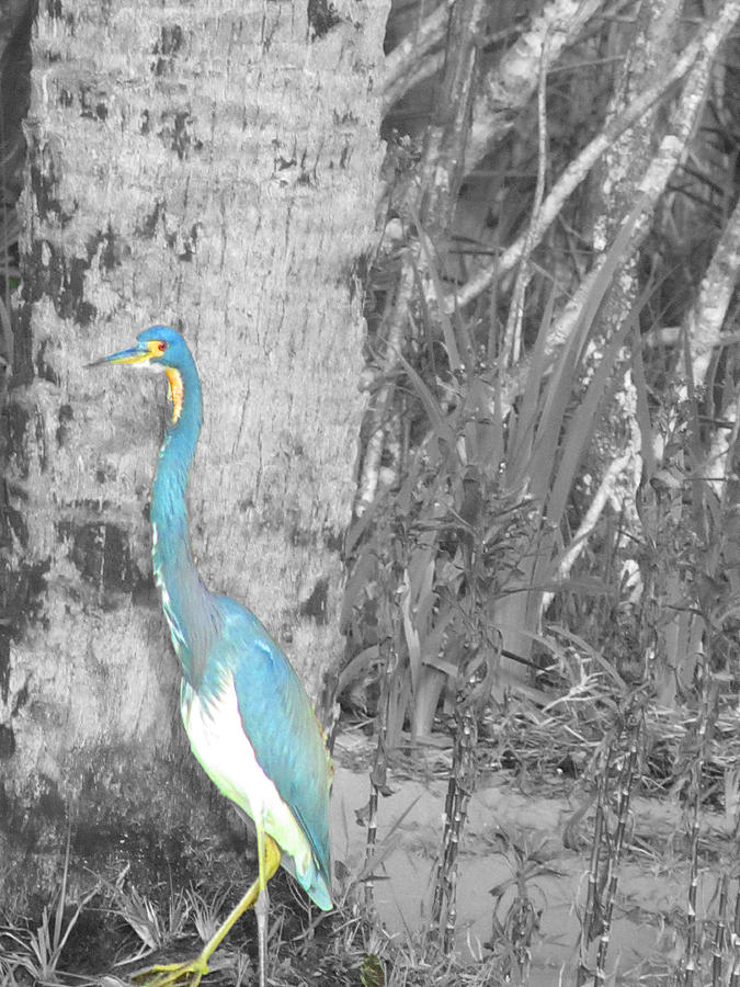 Blue Bird Photograph by Vijay Sharon Govender