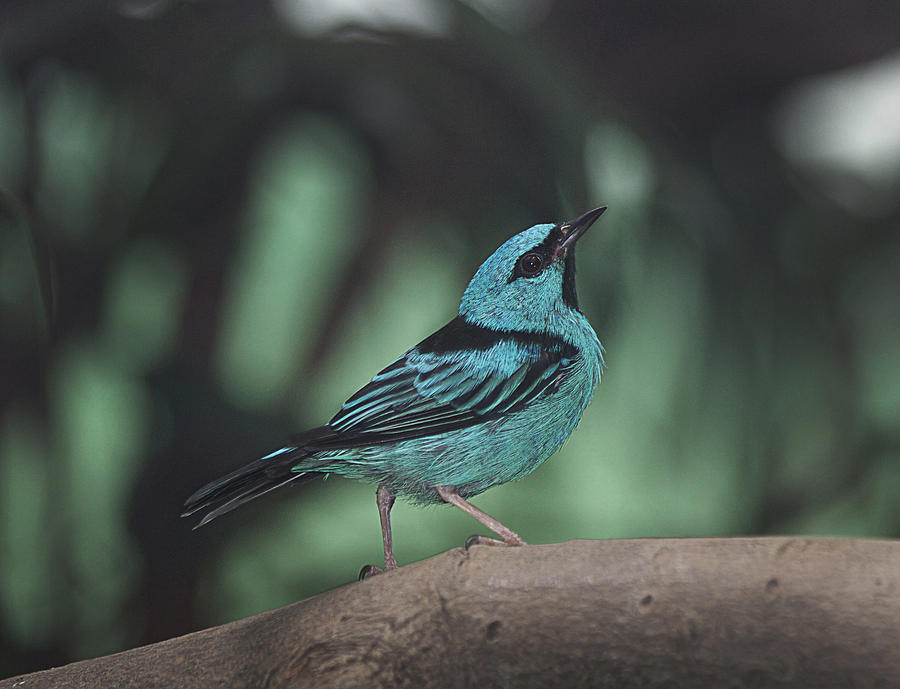 Blue Bird Photograph - Blue Bird by Yosi Cupano