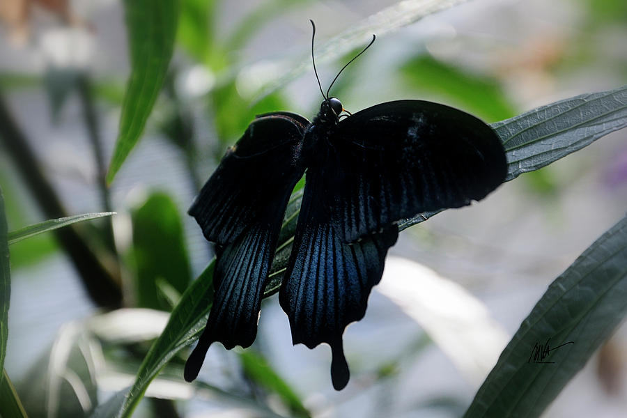 Blue-Black Butterfly Photograph by Mark Valentine