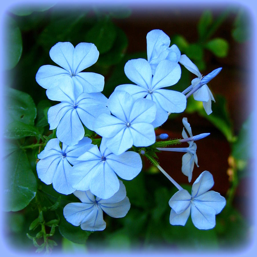 Blue Blossoms Photograph by Carla Parris