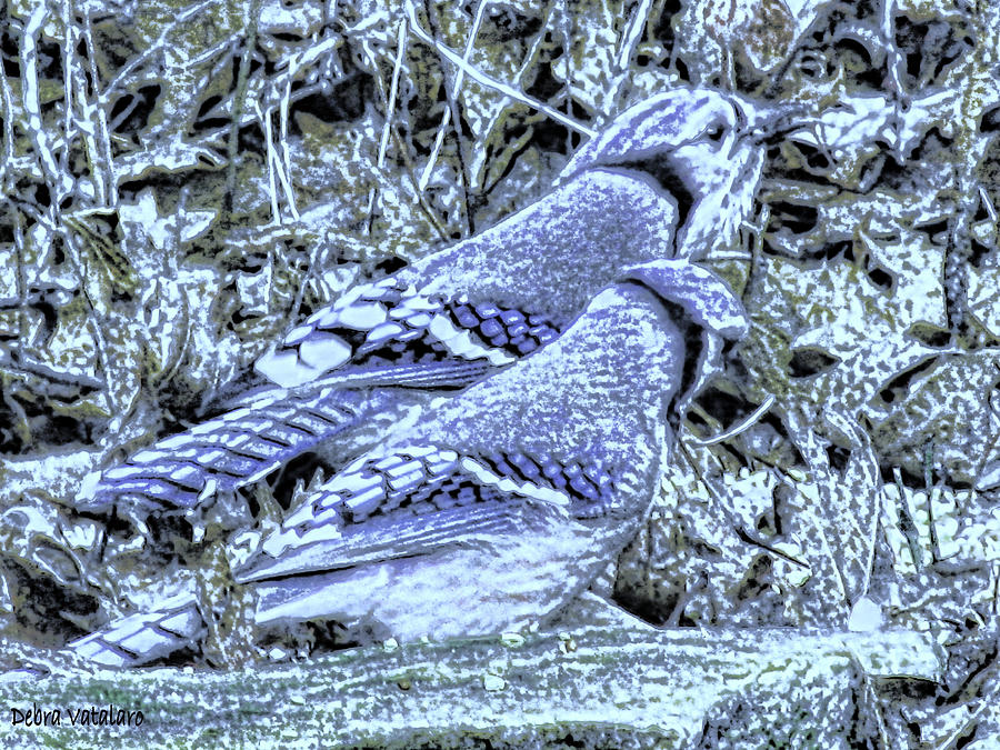 Blue Blue Jay Couple Photograph by Debra Vatalaro | Pixels