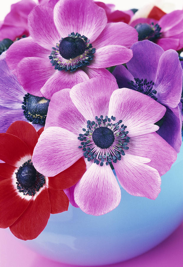 Blue Bowl Of Purple Anemone Flowers Photograph by Linda Burgess