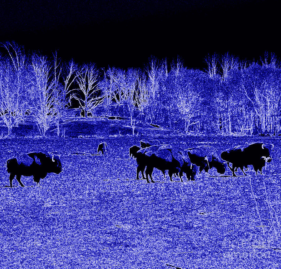Blue Buffalas  Photograph by Kim Galluzzo Wozniak