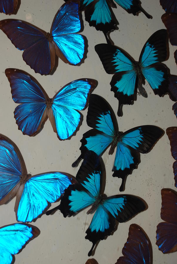 Blue Butterflies Photograph by Rob Hans
