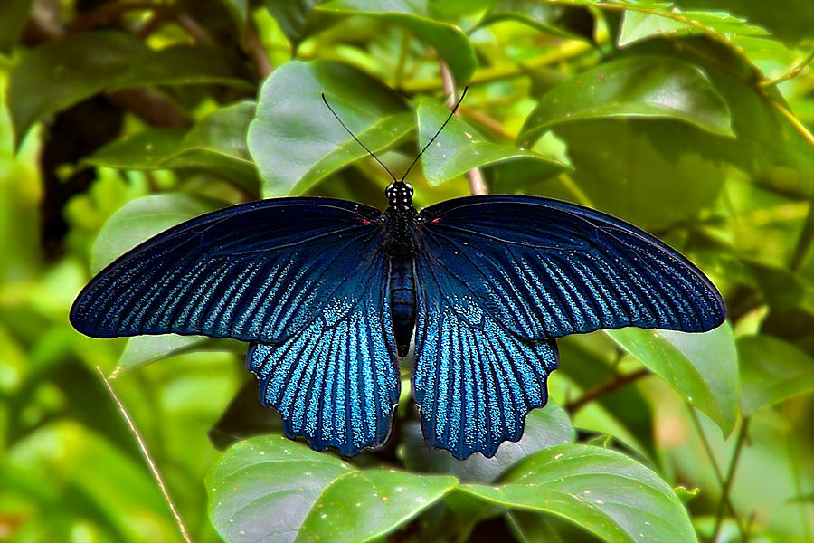 Blue Butterfly Photograph by Arj Munoz Blue Butterfly Photograph by Arj Munoz