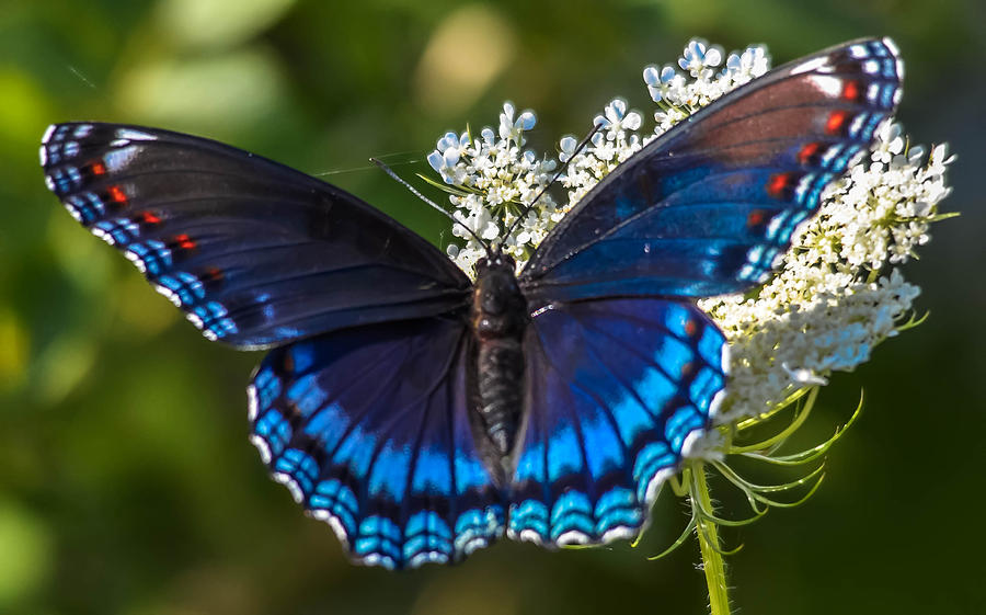 Blue butterfly Photograph by Brian Stevens