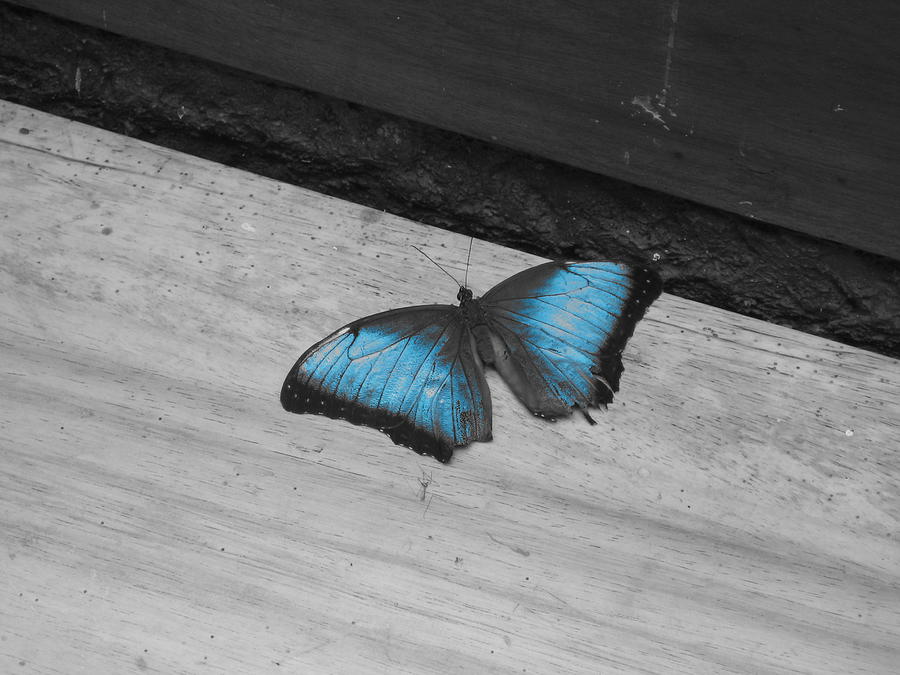 Butterfly Photograph - Blue Butterfly by Gloriana Hernandez