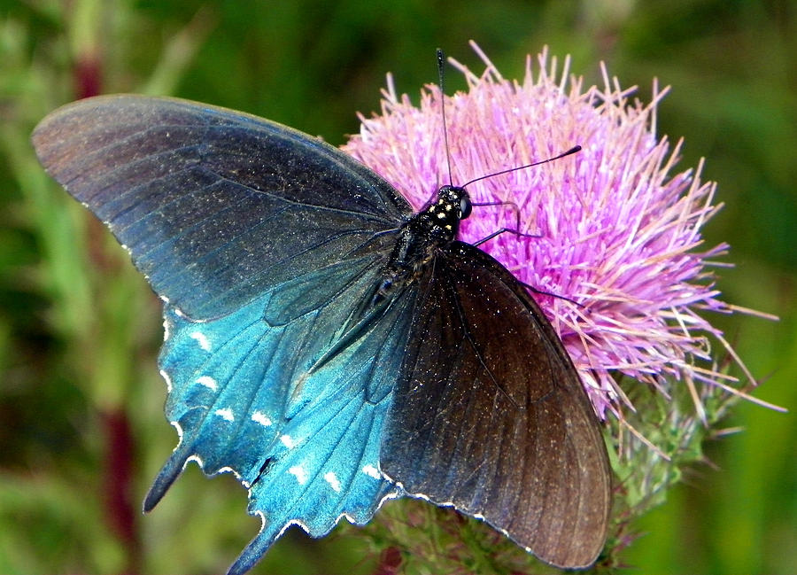 Blue Butterfly Harvest I Photograph by Sheri McLeroy