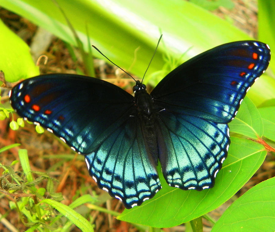Blue Butterfly I Photograph by Sheri McLeroy