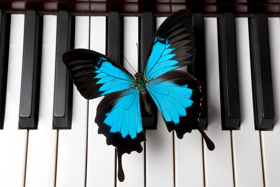 Piano Photograph - Blue butterfly on piano keys by Garry Gay