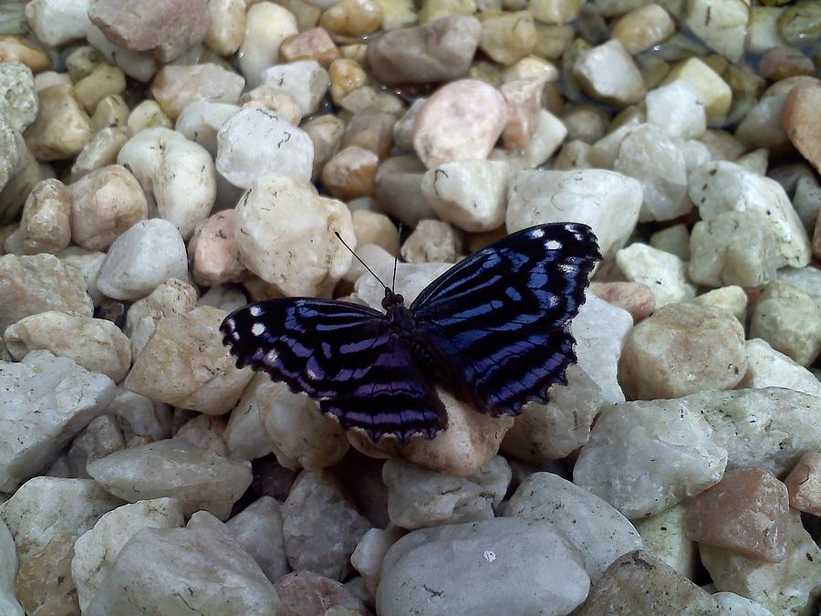Blue Butterfly On The Rocks Photograph by Chad and Stacey Hall