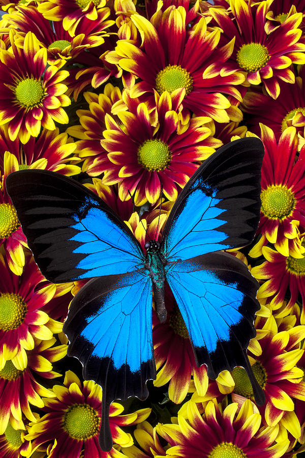 Blue butterfly on yellow red mums Photograph by Garry Gay - Fine Art ...