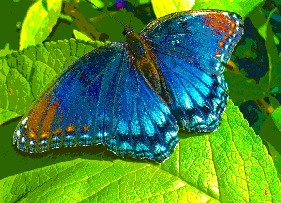 Blue Butterfly Photograph by Padre Art