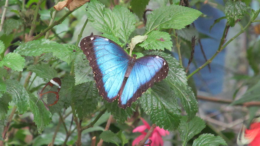 Blue Butterfly Wings Photograph by Loretta Pokorny