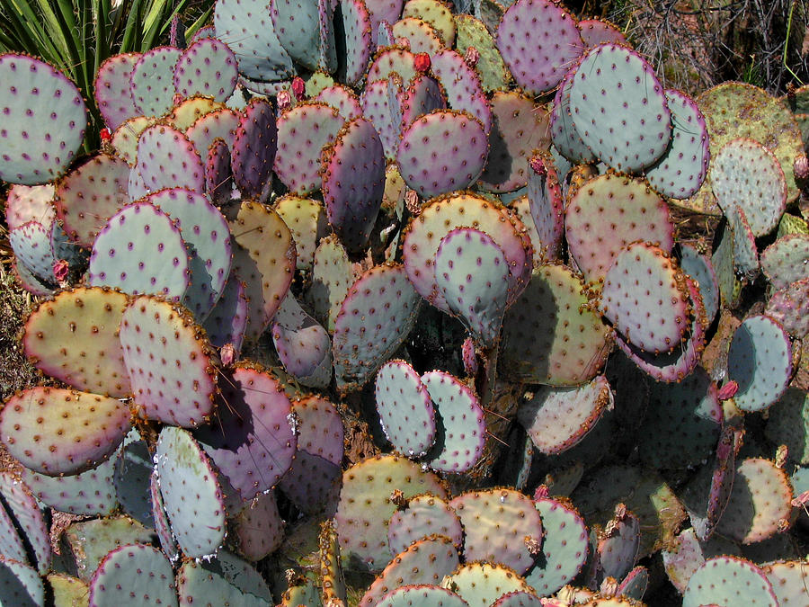 Blue Cactus Photograph by Denise Keegan Frawley