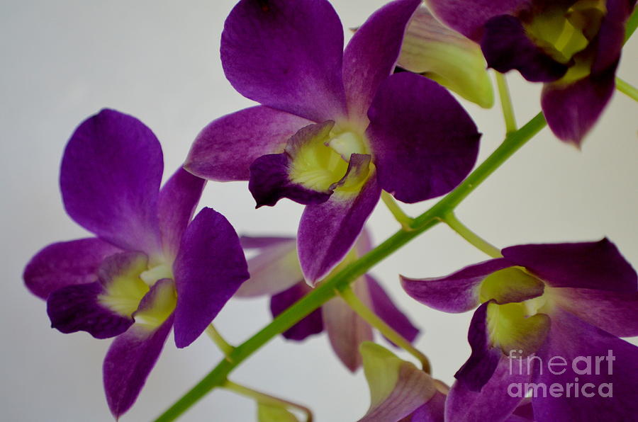 Orchid Photograph - Blue Charm X Aridang Blue Orchid - 3 by Mary Deal