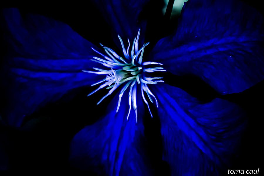 Blue  Clematis Photograph by Toma Caul