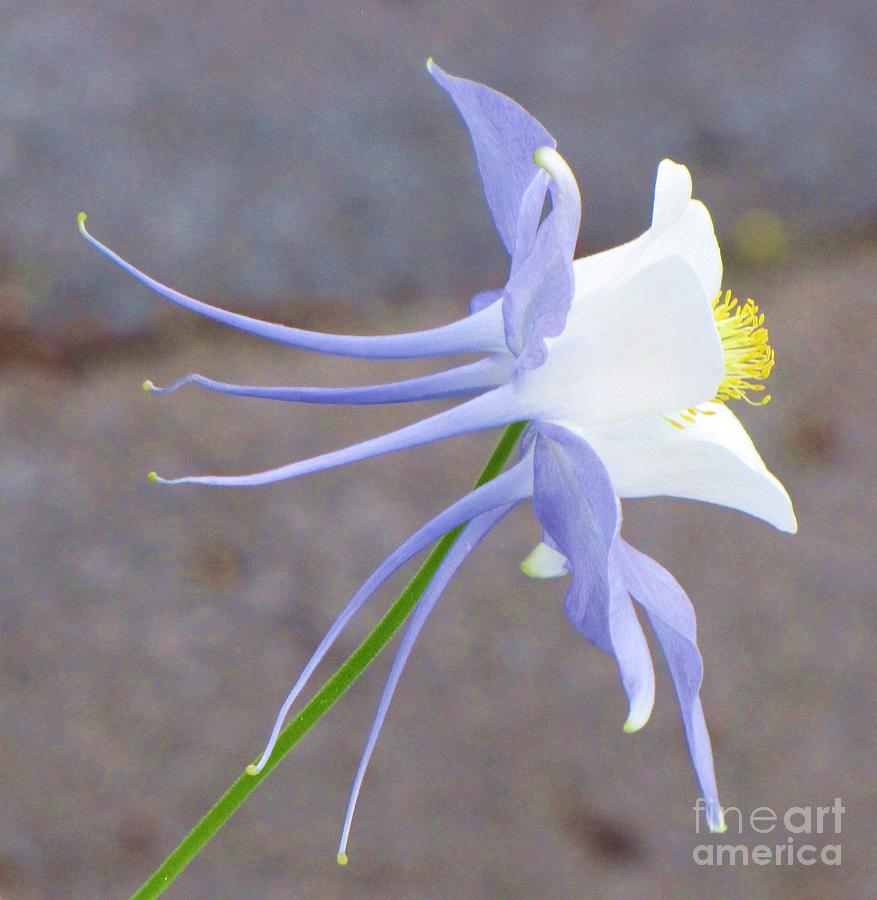 Blue Columbine Photograph by Michele Penner