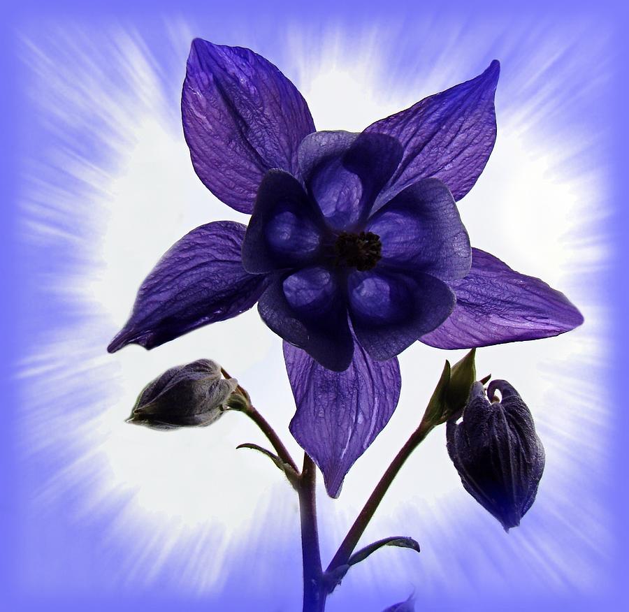 Flowers Still Life Photograph - Blue Columbine by Nick Kloepping