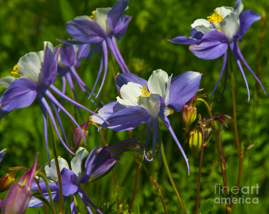 Flower Photograph - Blue Columbines by Crystal Garner