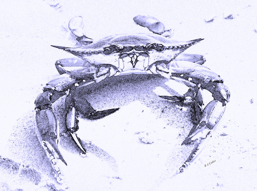 Animal Digital Art - Blue Crab  by Betsy Knapp