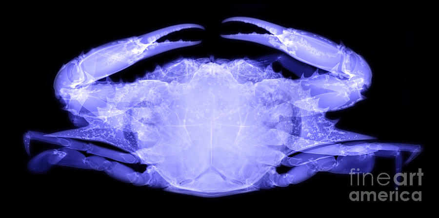 Animal Photograph - Blue Crab by Ted Kinsman