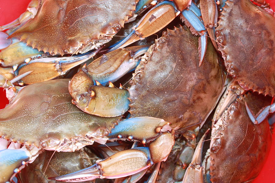 Blue Crabs Photograph by Glenda Brunette - Fine Art America