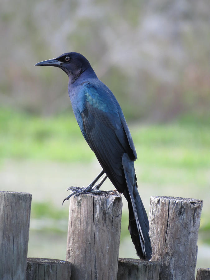 Blue Crow Photograph by Vijay Sharon Govender