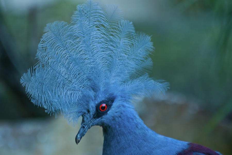 Blue Crowned Pigeon Photograph by Roger Mullenhour
