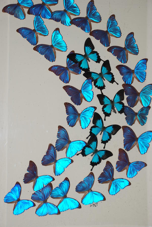 Blue Curved Butterflies Photograph by Rob Hans