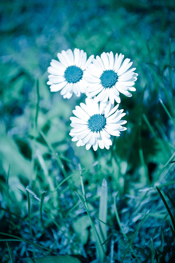 Flower Photograph - Blue Daisies by Ruth MacLeod