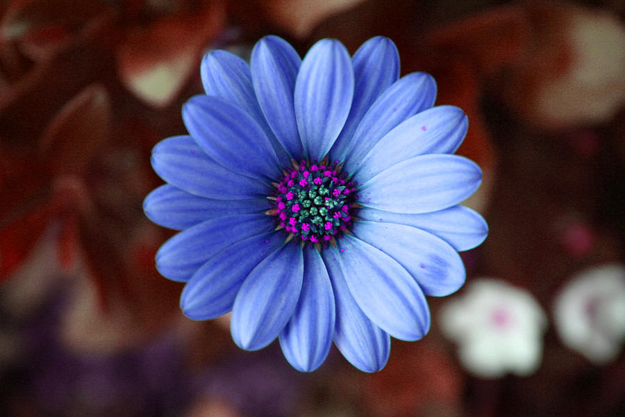 Blue Daisy Photograph by Patricia Haynes