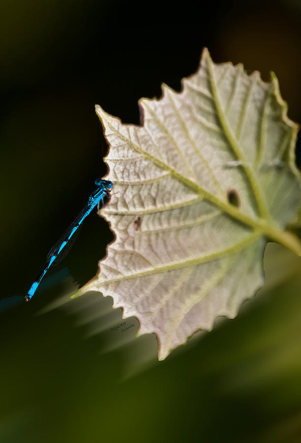 Blue Damsel on Leaf Photograph by DigiArt Diaries by Vicky B Fuller