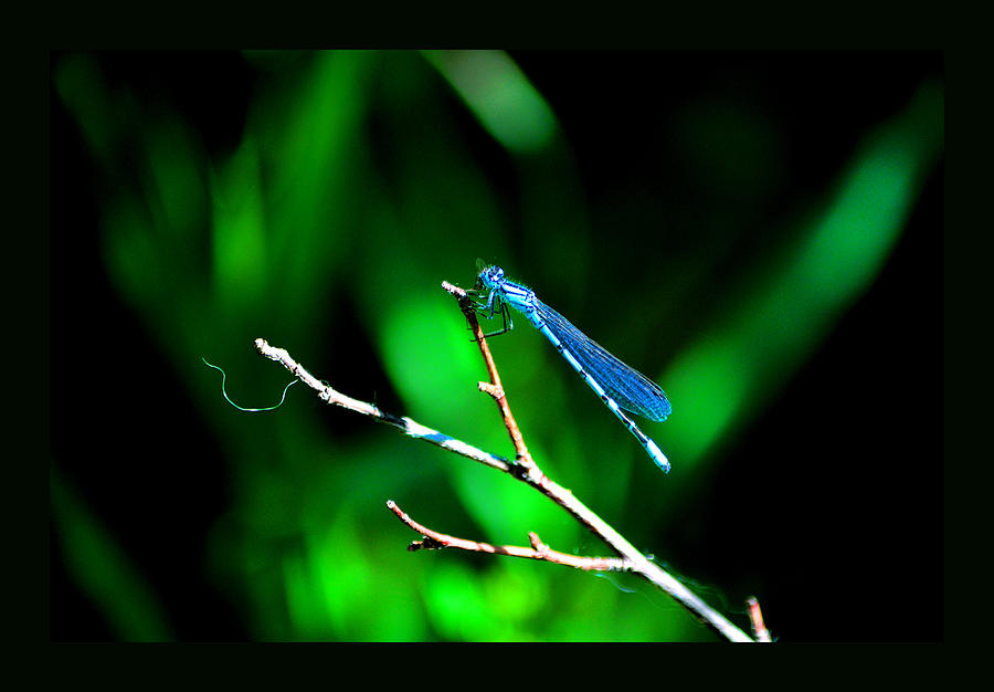 Insects Photograph - Blue Damsel by Susanne Still