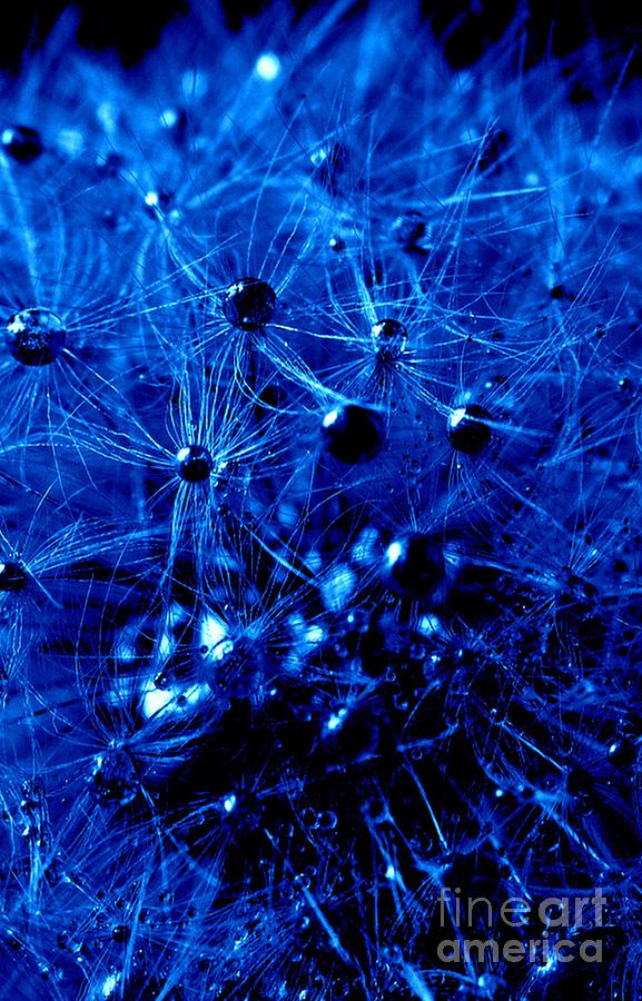 Blue Dandelion Photograph by Sylvie Leandre