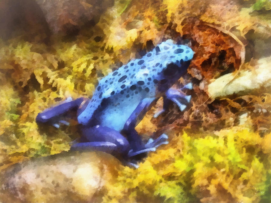 Frog Photograph - Blue Dart Frog by Susan Savad