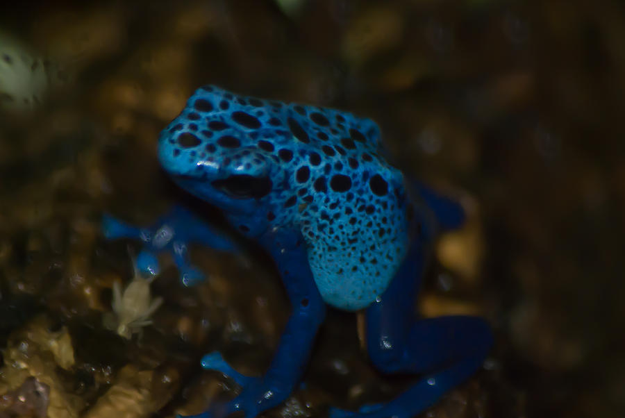 Blue Dart Frog Photograph by Trish Tritz