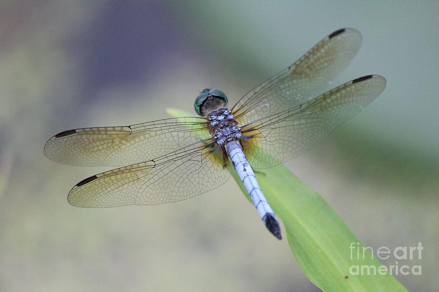 Blue Darter Dragonfly Photograph by Lee Dos Santos