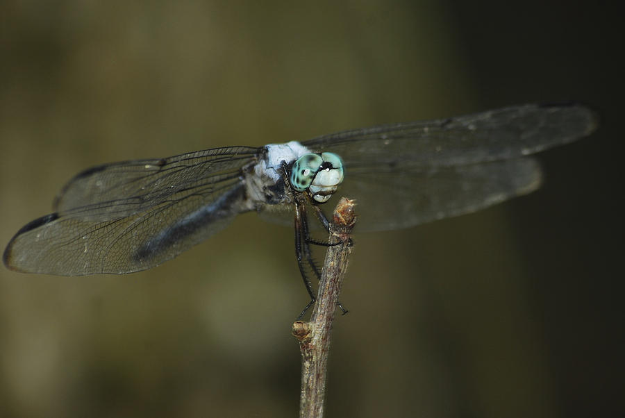 Blue Dasher 8668 3297 Photograph by Michael Peychich