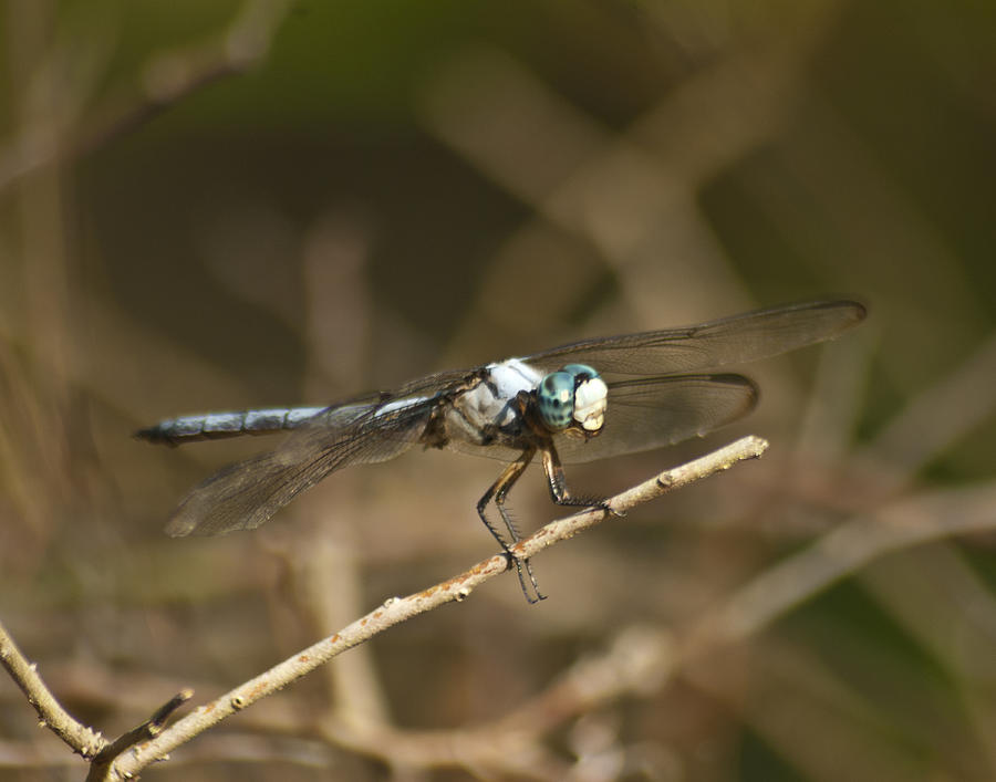 Blue Dasher 8769 Photograph by Michael Peychich