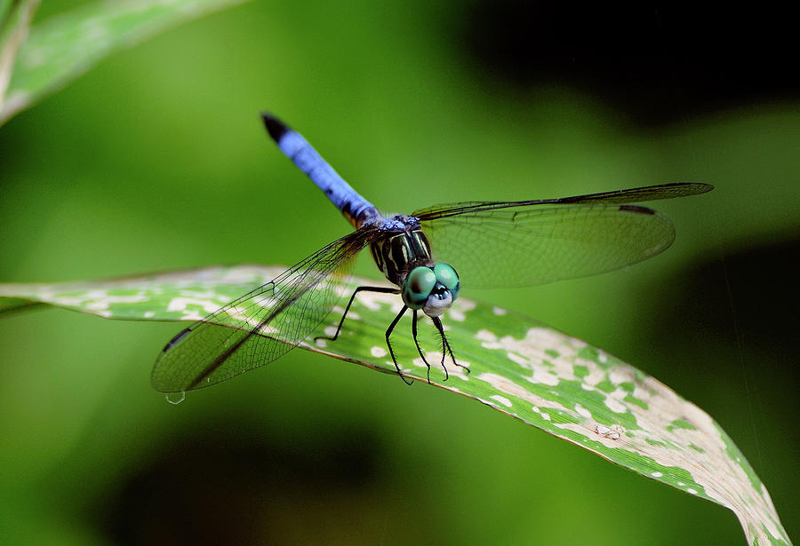 Blue Dasher Photograph by Bill Dodsworth