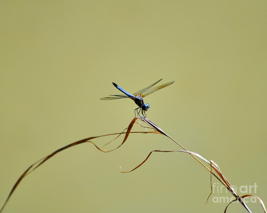 Blue Dasher Dragonfly Photograph by Al Powell Photography USA