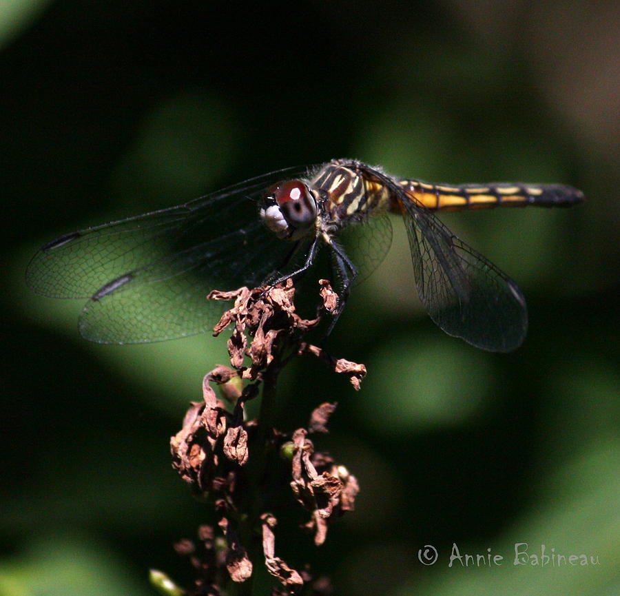 Insects Photograph - Blue Dasher Dragonfly by Annie Babineau